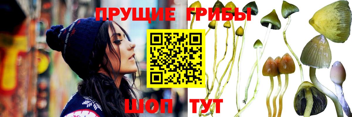 Галлюциногенные грибы Psilocybine cubensis Электросталь